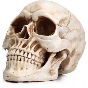Resin Skull Human Head Model White Halloween Statue Home Decoration Bone Model